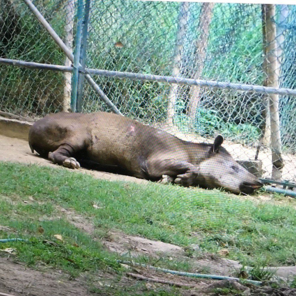 La tragedia de los animales recluidos en los zoológicos de Venezuela: crisis, especismo y opciones de libertad