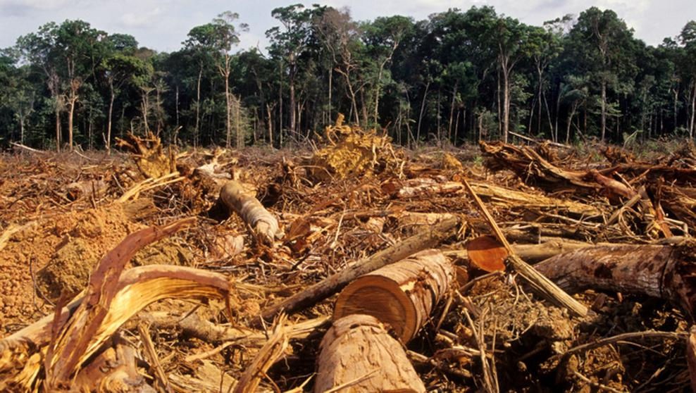 Deforestación de la Amazonia brasileña se acelera hacia un punto de inflexión irrecuperable