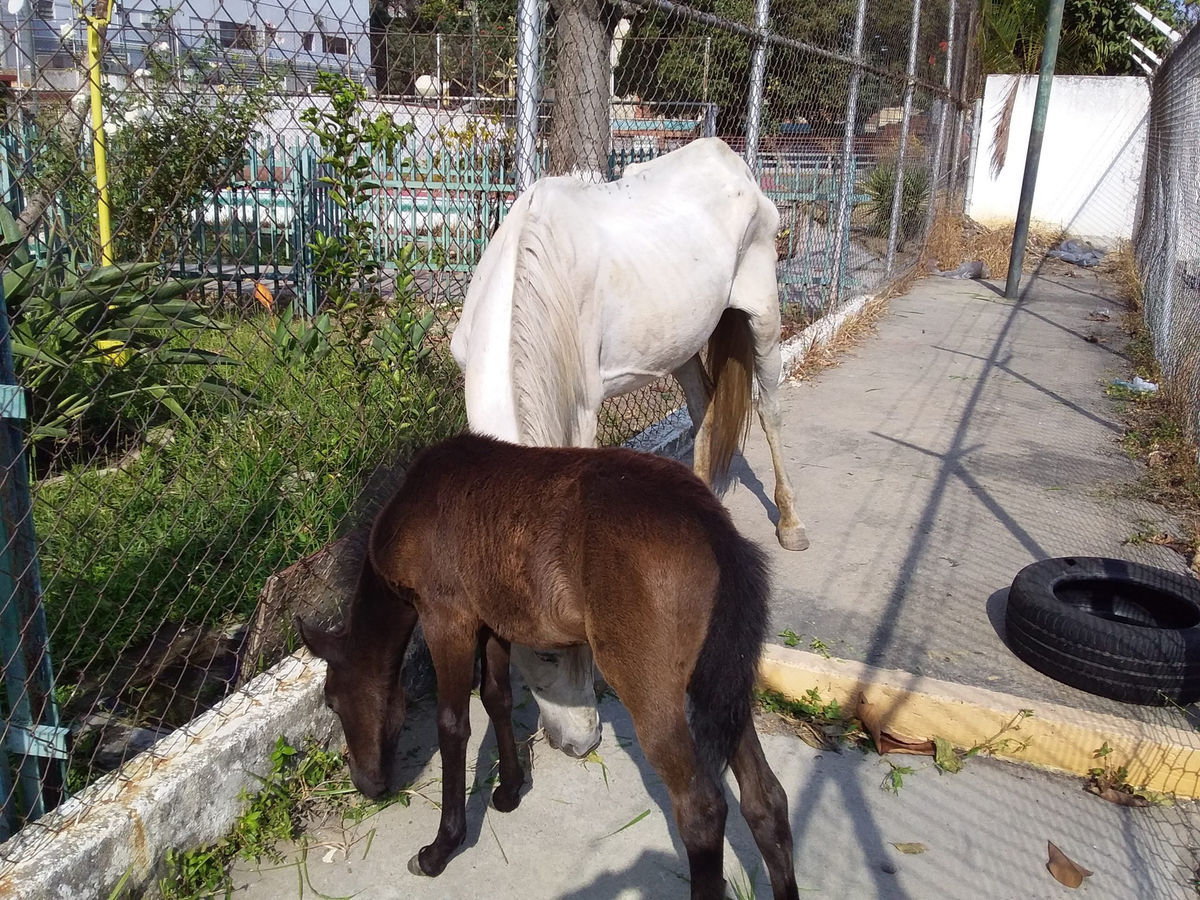 Miembros de un refugio animal encuentran caballos maltratados en Catia en plena cuarentena