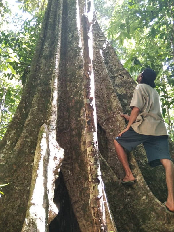 Tak, tak, tak: En Gran Sabana, Guardianes del Bosque asumió el cuidado del Parque Municipal “Piedra Kanaina” y sus alrededores