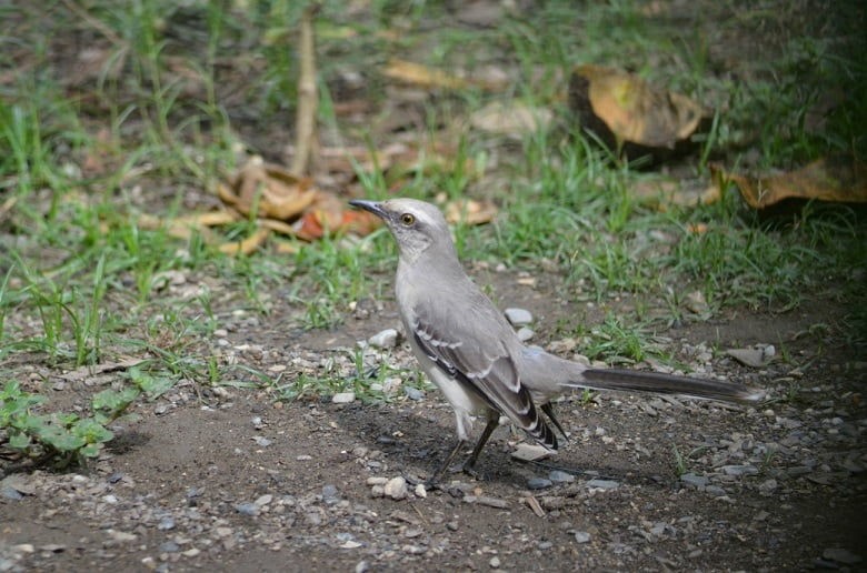 Cacería y tala, enemigos de las aves del Parque del Oeste Francisco Tamayo