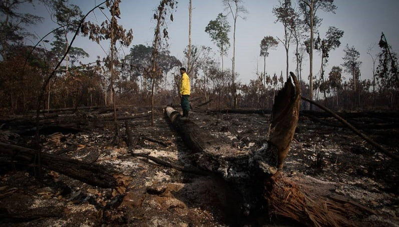 OMS: La deforestación ha originado 70% de los últimos brotes epidémicos
