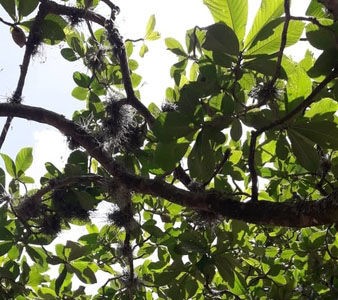 Urge mantenimiento en árboles del Parque del Este que están afectados por enfermedades parasitarias