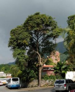 Denuncian tala y poda inadecuada de árboles en el municipio Chacao