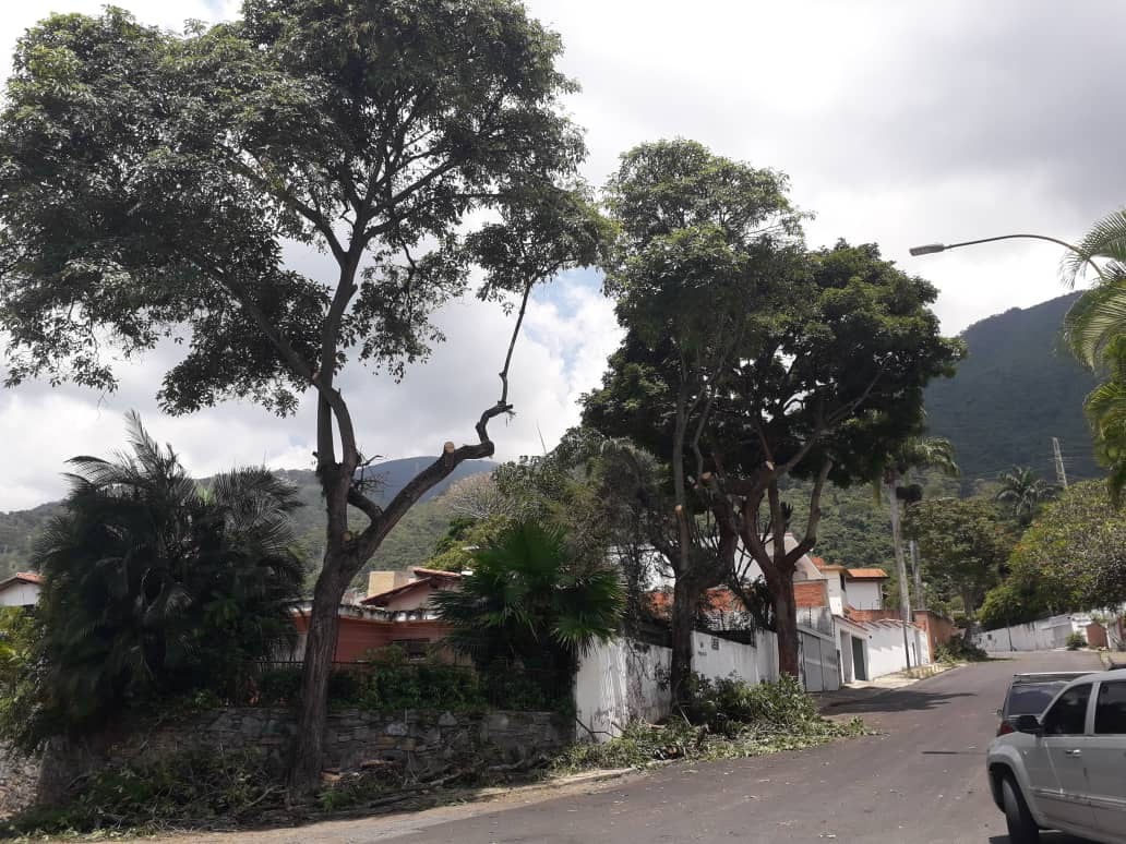 Denuncian tala y poda inadecuada de árboles en el municipio Chacao