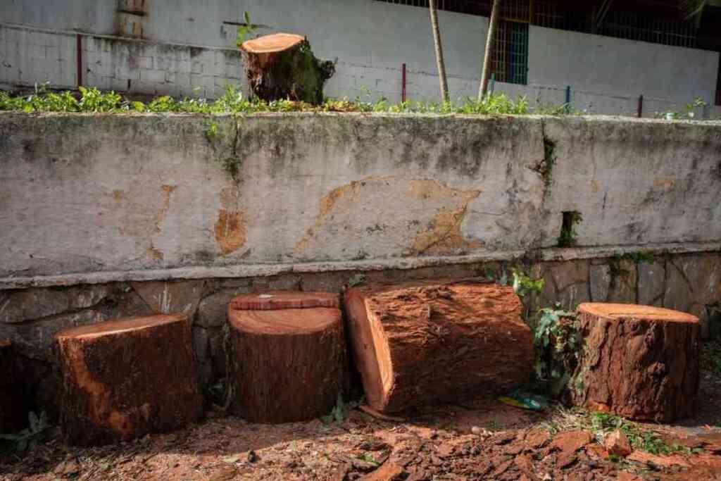 El grave avance de la deforestación en el país