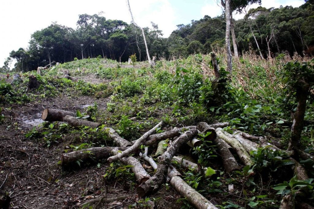El grave avance de la deforestación en el país