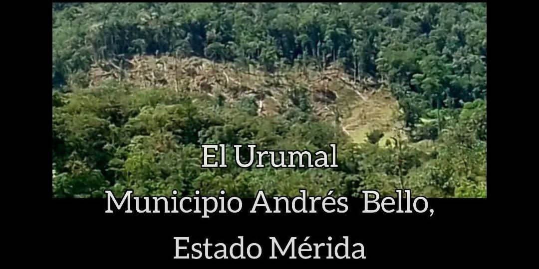 Ecocidio en El Urumal, estado Mérida sigue impune