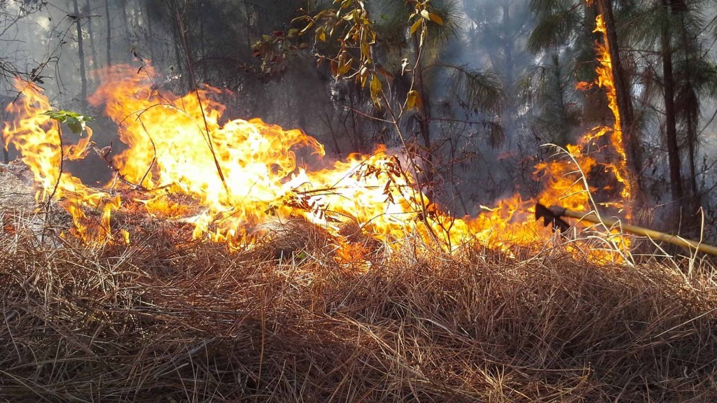 Se incrementa el riesgo de incendios forestales en Venezuela - Observatorio  de Ecología Política de Venezuela