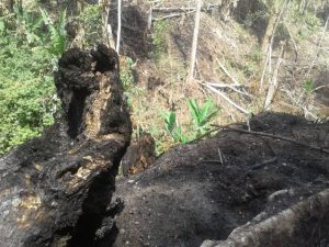 Disminución de bosques y pérdida de la calidad del agua en el municipio Torres, estado Lara